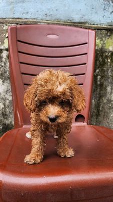 2  chó Poodle thuần chủng giới tính đực