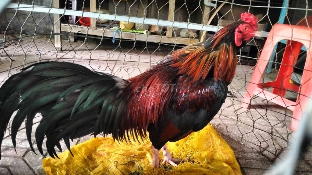 Điều tơ cự mạnh 2,650kg. Mua bán Gà tại Huyện Cao Lãnh Đồng Tháp được đăng bởi Nguyen To hình 1