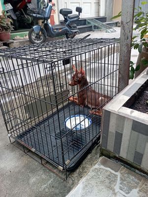 Chó Phốc hươu cái mini nâu