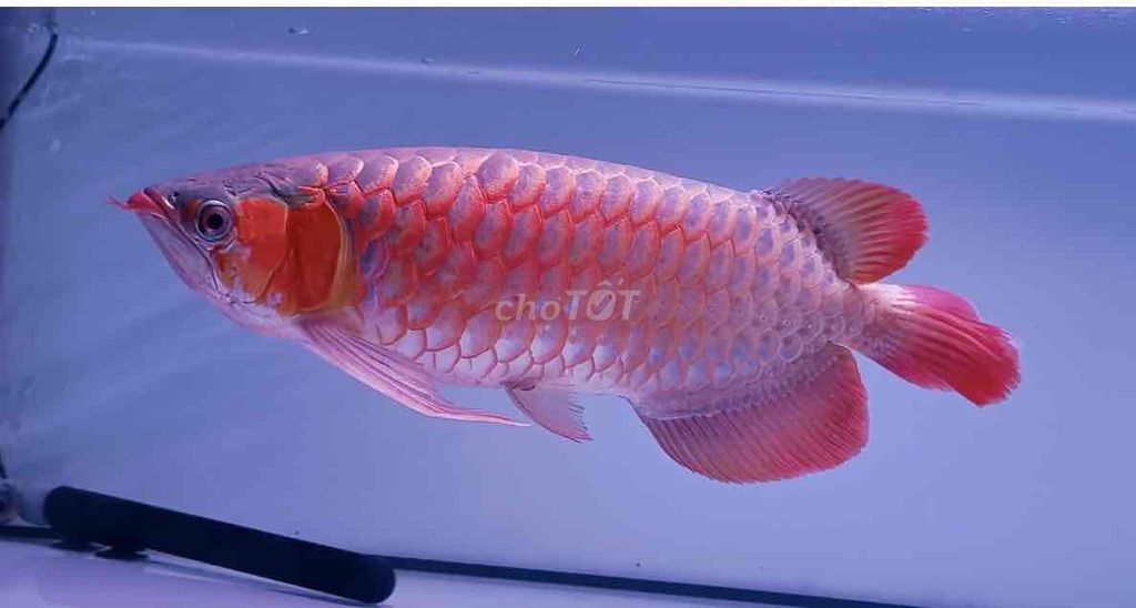 Cá rồng cảnh màu Đỏ. Mua bán Thú cưng khác tại Huyện Củ Chi Tp Hồ Chí Minh được đăng bởi Phạm Nhật Hào hình 1