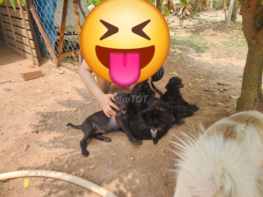 Chó xoáy Thái