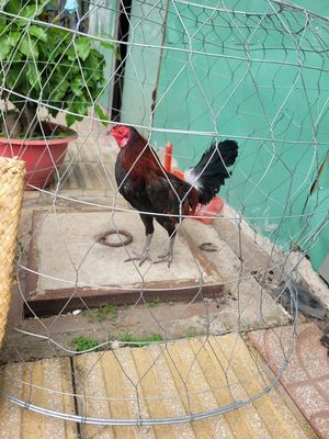 Gà tre giáp my viet. Mua bán Gà tại Quận Bình Tân Tp Hồ Chí Minh được đăng bởi Khánh Nguyễn Văn