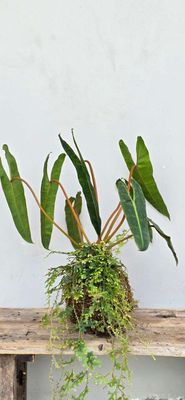Cây Hạc Cam (Kokedama) - Mộc Uyển Thanh. Mua bán Cây cảnh, đồ trang trí tại Huyện Lấp Vò Đồng Tháp được đăng bởi Cây Cảnh Mộc Uyển Thanh 