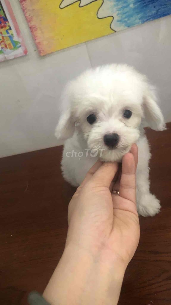 cần bán nguyên bầy poodle ! 3 bé