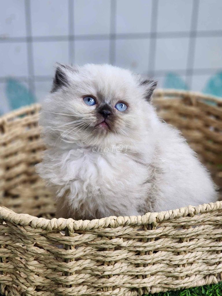 Mèo Hyma cái xinh. Mua bán Mèo tại Huyện Nhà Bè Tp Hồ Chí Minh được đăng bởi Gemmi hình 1