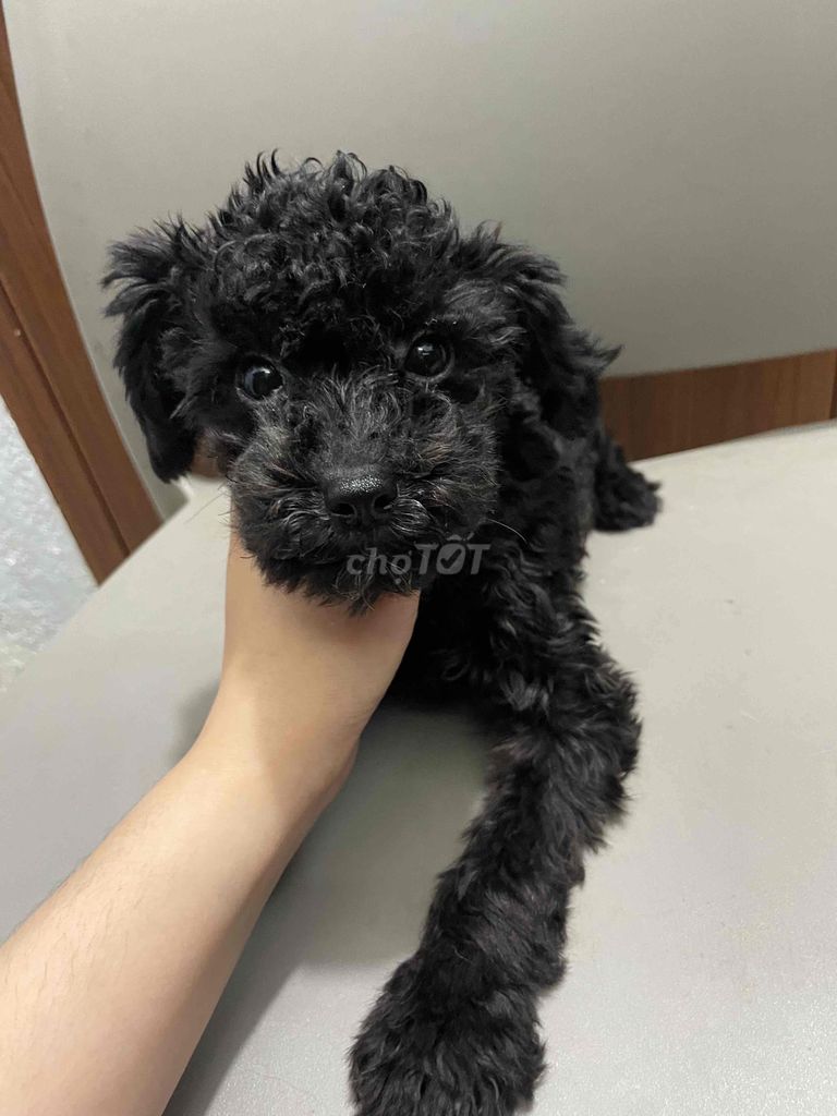 chó poodle 1 đực  size nhỏ không quá 3kg