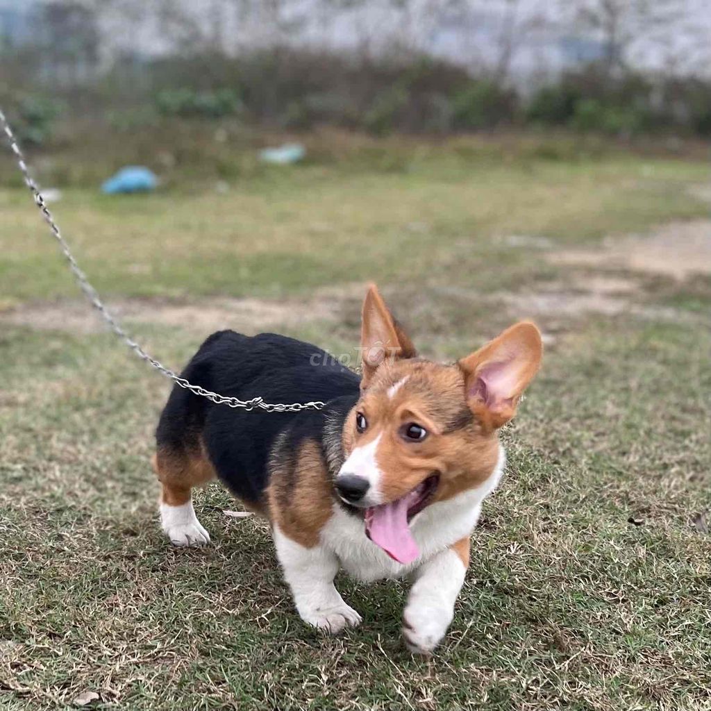 CORGI 6-7th tuổi cần tìm nhà mới!