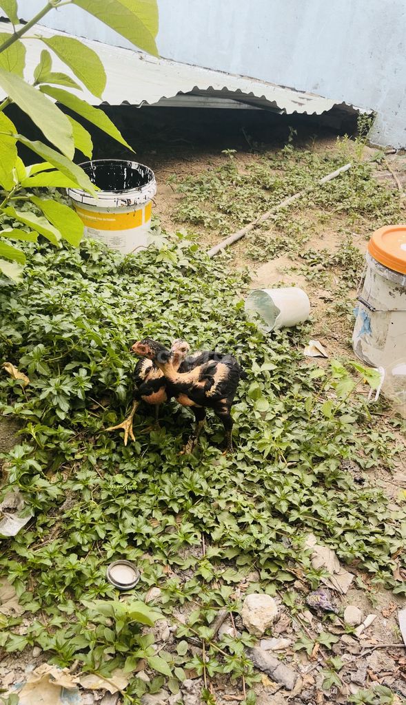 Gà chọi con cả cặp. Mua bán Gà tại Quận Liên Chiểu Đà Nẵng được đăng bởi Đặng Văn Ngọc hình 1