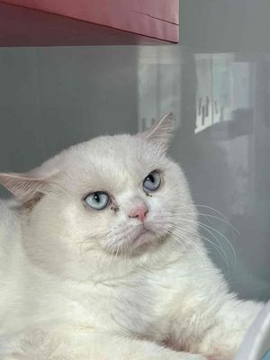 bé mèo trắng chuộc ở lê hồng phong