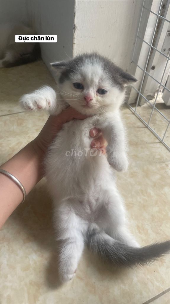 Gả cả đàn Mèo con 40 ngày. Mua bán Mèo tại Quận Thanh Xuân Hà Nội được đăng bởi Trần Ánh Tuyết hình 1