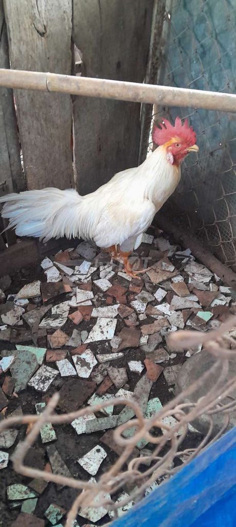 Gà chọi Trắng 2.9kg. Mua bán Gà tại Huyện Châu Đức Bà Rịa - Vũng Tàu được đăng bởi Huynh Tan  hình 1
