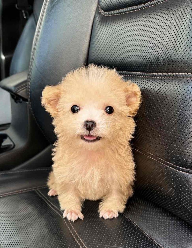 Chó Poodle trắng 2.5 tháng đã tiêm. Mua bán Chó tại Quận Hoàng Mai Hà Nội được đăng bởi Phát lộc hình 1