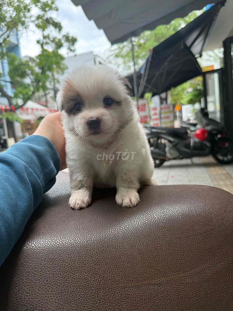 Chó xù lai Nhật đực cái 1 tháng. Mua bán Chó tại Quận Thanh Khê Đà Nẵng được đăng bởi Mi Mi hình 1