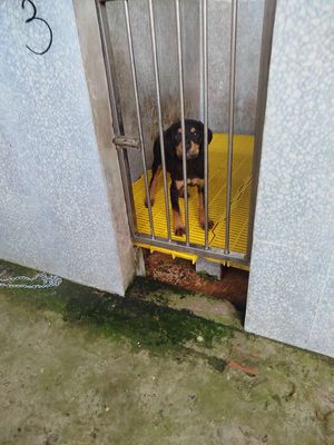 Chó Rottweiler đại 7-8kg Đen vàng