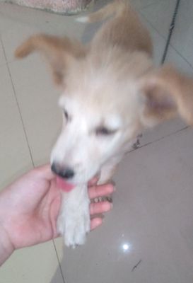 Nhà dư chó không đủ điều kiện nuôi bé. Mua bán Chó tại Quận 8 Tp Hồ Chí Minh được đăng bởi Gái Nguyễn Thị