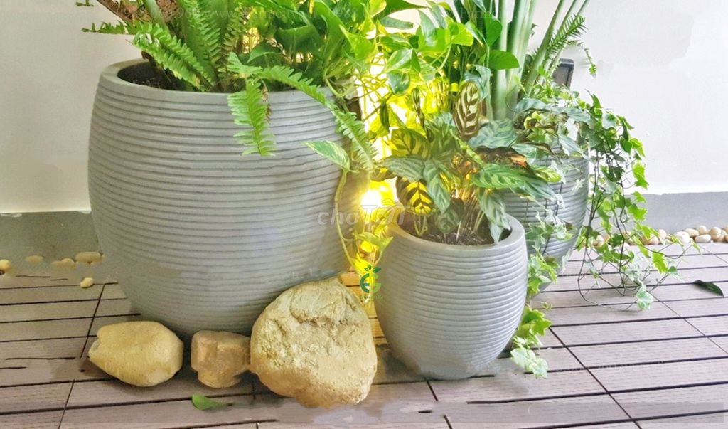 Chậu Xi Măng Nhẹ Dáng Lu Tròn. Mua bán Cây cảnh, đồ trang trí tại Quận Bắc Từ Liêm Hà Nội được đăng bởi Nguyễn Văn Qúy hình 1