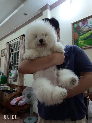 bichonn đực giống