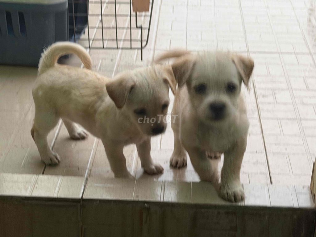 Chó lai Vàng kem. Mua bán Chó tại Quận Phú Nhuận Tp Hồ Chí Minh được đăng bởi Hieu Nguyen hình 1