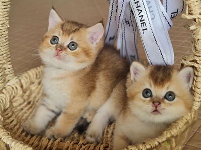 2 bé mèo Golden đáng yêu cần tìm ba mẹ yêu thương