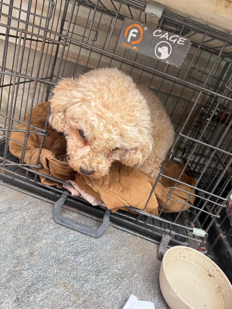 Chó Poodle nâu vàng đã triệt sản. Mua bán Chó tại Huyện Thuận Thành Bắc Ninh được đăng bởi Việt Anh hình 1