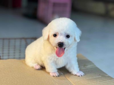 Chó Poodle lông xoăn không rụng