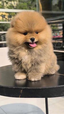 Chó Pomeranian(Phốc sóc tc)