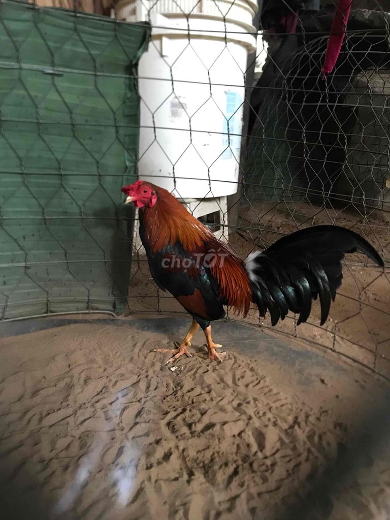 Gà chọi Nâu đỏ đen. Mua bán Gà tại Huyện Thạnh Phú Bến Tre được đăng bởi Hóa hình 1