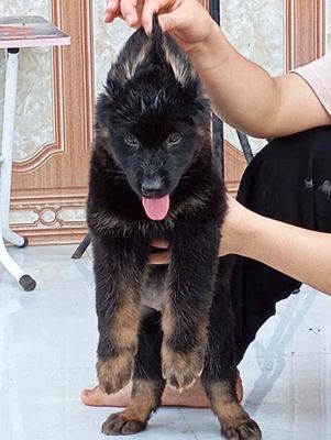 Chó Becgie Đực Cái 5-6kg Đen Vàng