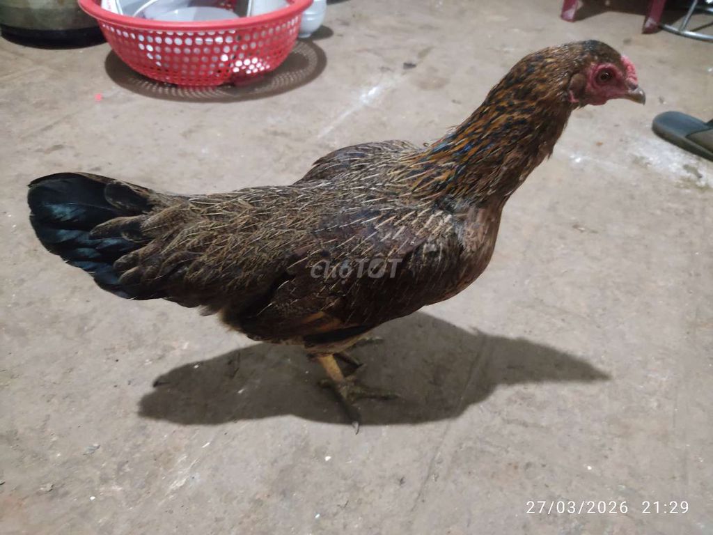 Gà tre Lai chọi mái đã tiêm. Mua bán Gà tại Huyện Ea Kar Đắk Lắk được đăng bởi thắng hình 1