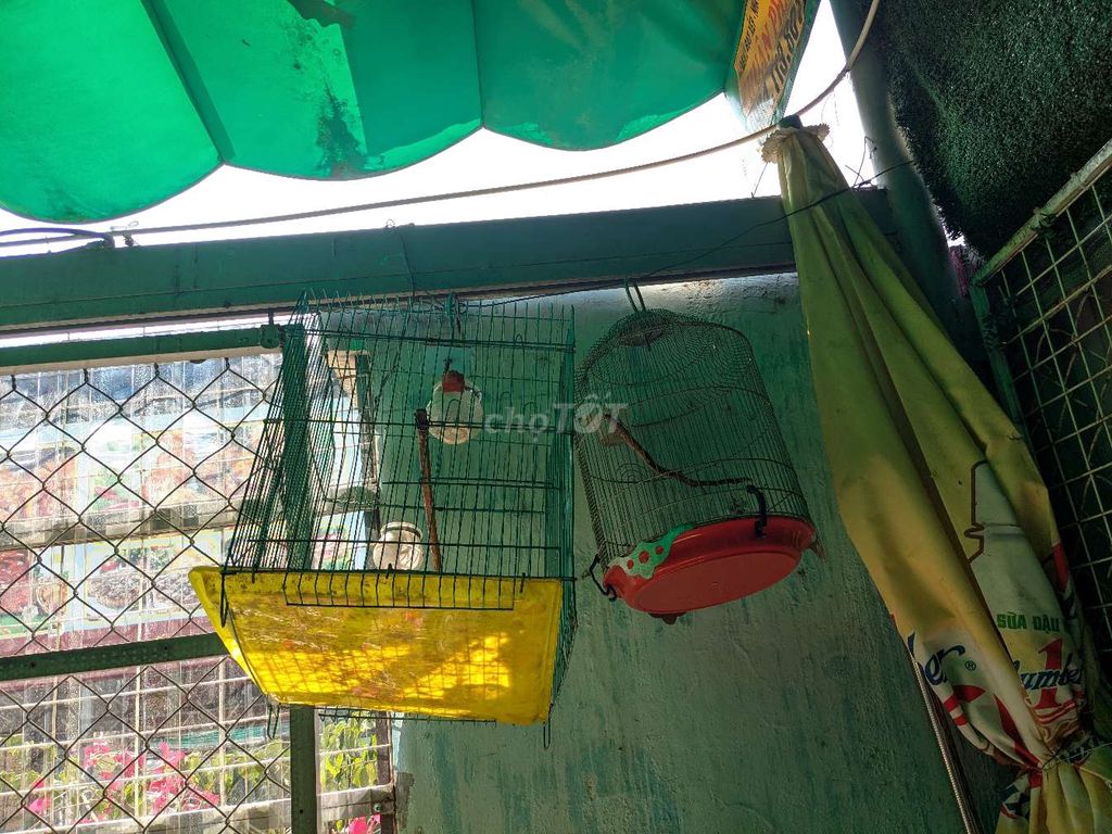 Lồng chim cảnh. Mua bán Phụ kiện, Thức ăn, Dịch vụ tại Quận Gò Vấp Tp Hồ Chí Minh được đăng bởi Chi Tran hình 1
