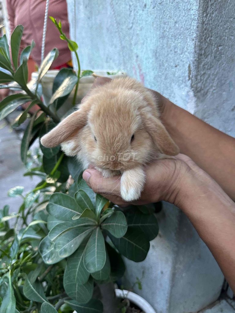 Thỏ Holland Lop Nâu vàng Đực cái. Mua bán Thú cưng khác tại Quận Bình Tân Tp Hồ Chí Minh được đăng bởi gia kỳ hình 1