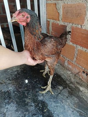 Mái vảy rồng. Mua bán Gà tại Thành phố Buôn Ma Thuột Đắk Lắk được đăng bởi nguyễn trung