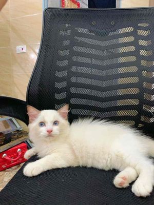 Mèo Ragdoll Đực Thuần Chủng BM Nhập. Mua bán Mèo tại Quận Nam Từ Liêm Hà Nội được đăng bởi Thiên Hùng Lý