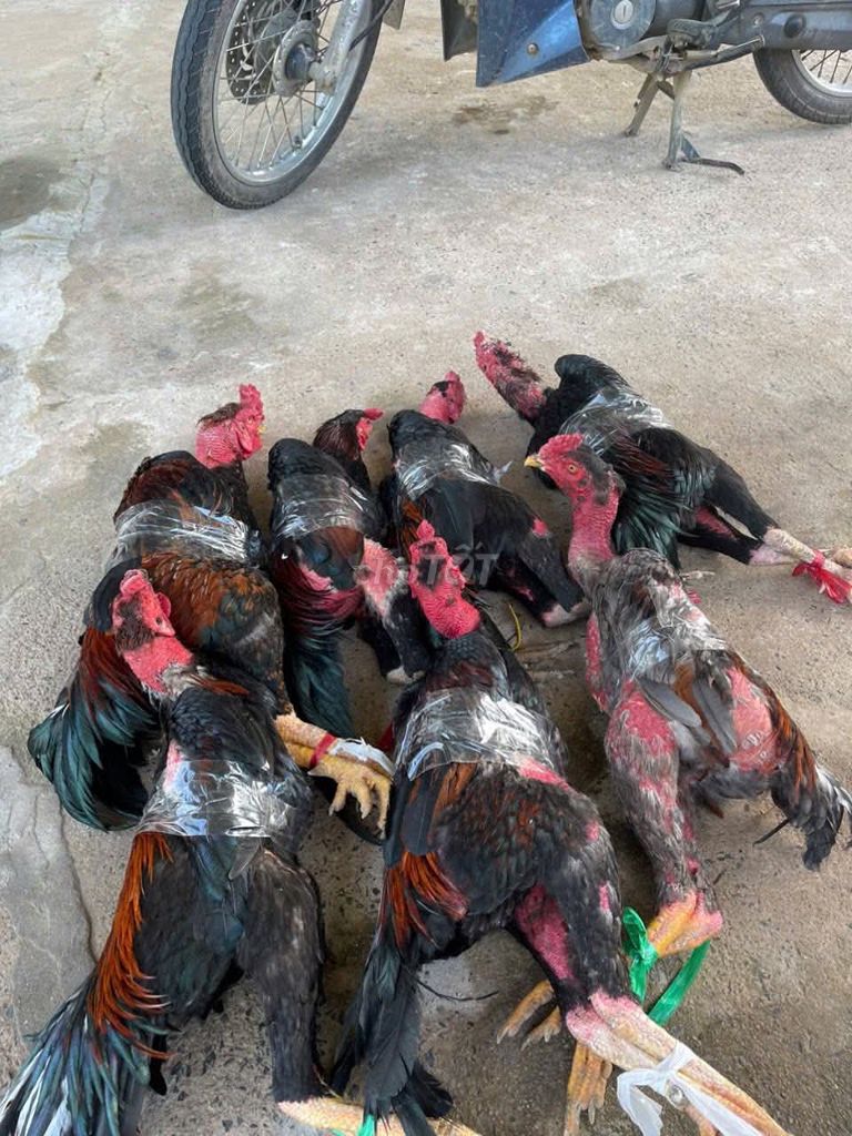 Gà chọi. Mua bán Gà tại Thị xã Tân Uyên Bình Dương được đăng bởi Văn Dũng Phạm hình 1