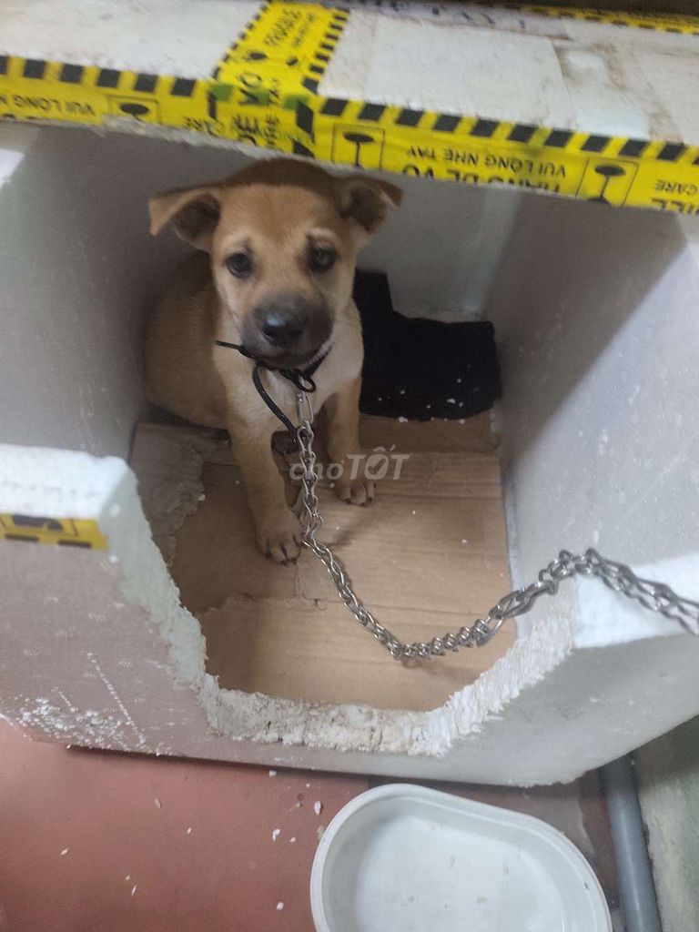 🐕 Cún con lông vàng cực đáng yêu – tìm chủ mới. Mua bán Chó tại Quận Bắc Từ Liêm Hà Nội được đăng bởi Trà Tân Cương  hình 1