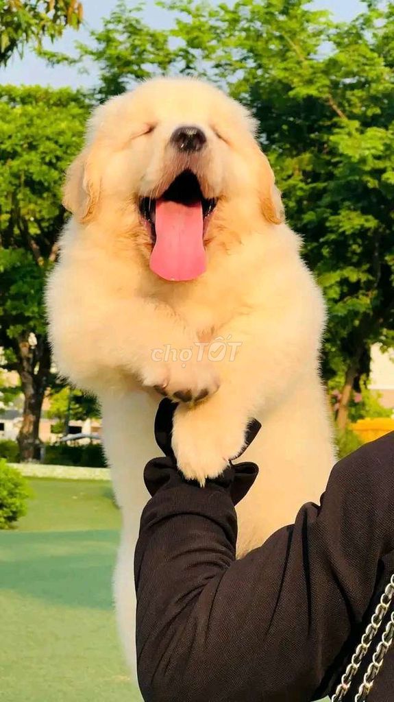 Chó Golden Retriever . Mua bán Chó tại Quận Long Biên Hà Nội được đăng bởi Pet home hình 1