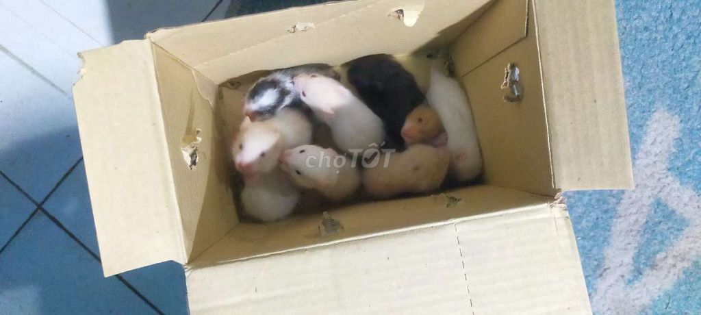 Chuột Hamster baer nhiều màu 1 tháng tuổi. Mua bán Thú cưng khác tại Thành phố Dĩ An Bình Dương được đăng bởi Hưng Đình hình 1
