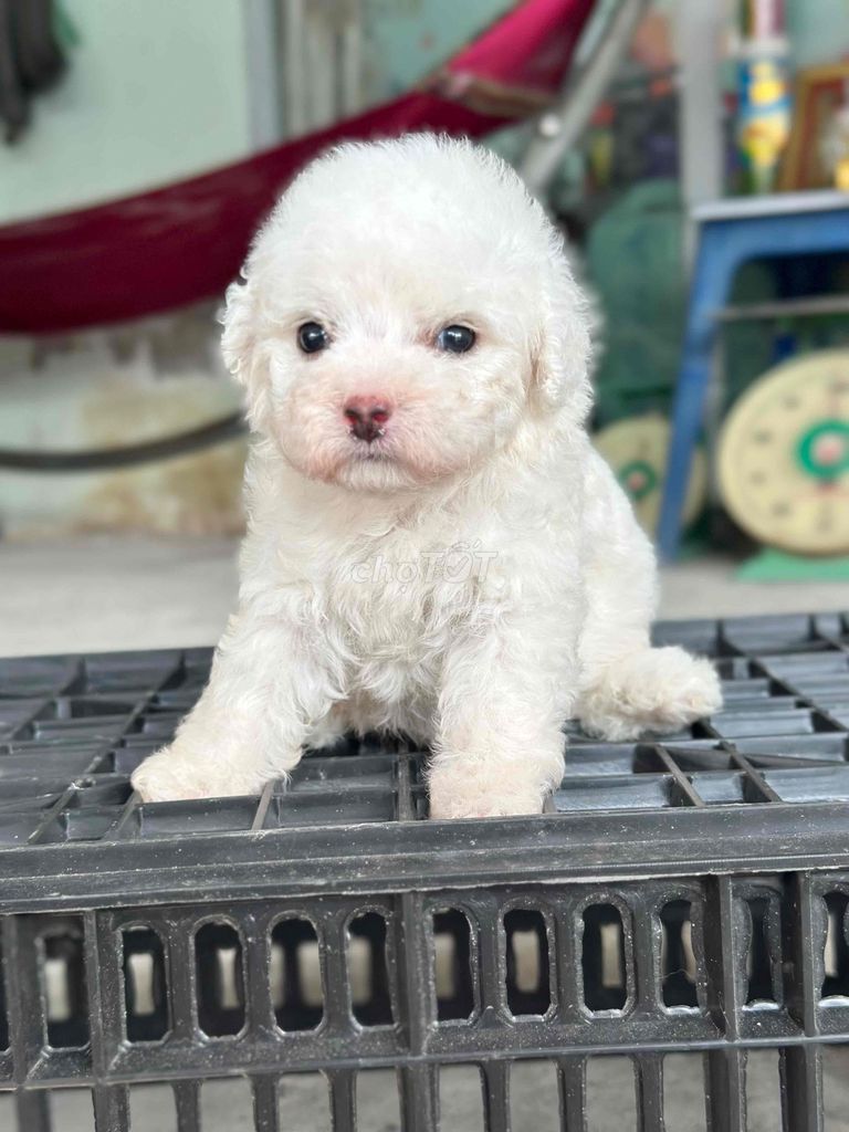 Chó Poodle tiny đực cái. Mua bán Chó tại Thành phố Bến Tre Bến Tre được đăng bởi Mì Mì House  hình 1