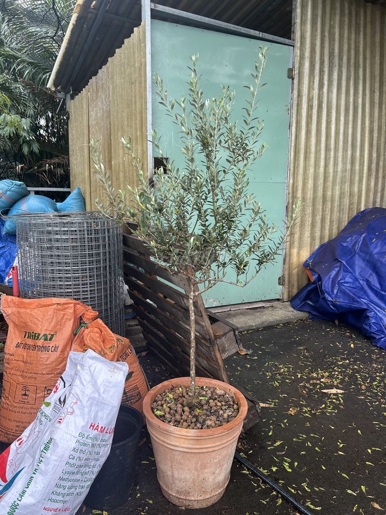 Cây Olive chậu Đất nung TP.HCM Khỏe mạnh. Mua bán Cây cảnh, đồ trang trí tại Thành phố Thủ Đức Tp Hồ Chí Minh được đăng bởi Tên chưa cung cấp hình 1
