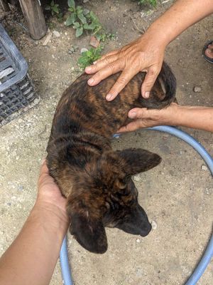 Chó vện đực. Mua bán Chó tại Huyện Dương Minh Châu Tây Ninh được đăng bởi Vinh