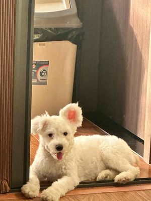 Poodle tai gấu,trắng,Lông đẹp,Đã tiêm đầy đủ. Mua bán Chó tại Quận Nam Từ Liêm Hà Nội được đăng bởi Trịnh Anh Tùng