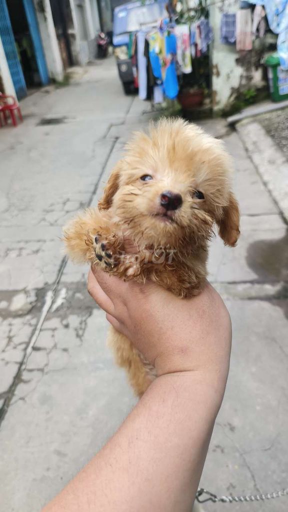 Chó Pomapoo teacup ( poodle mix Pom)