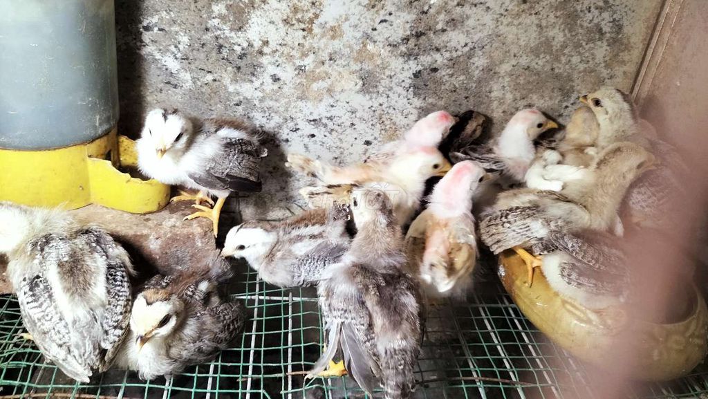 Gà tre Tân Châu đuôi dài bé. Mua bán Gà tại Quận Thanh Xuân Hà Nội được đăng bởi an hình 1