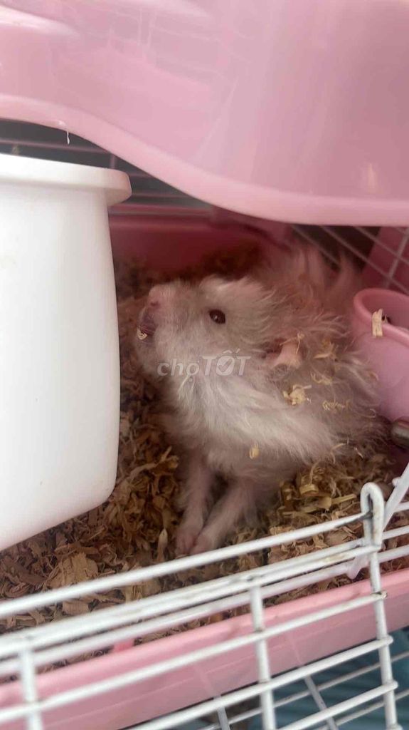 Chuột Hamster như hình