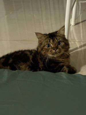 Mèo ALD chân ngắn đực