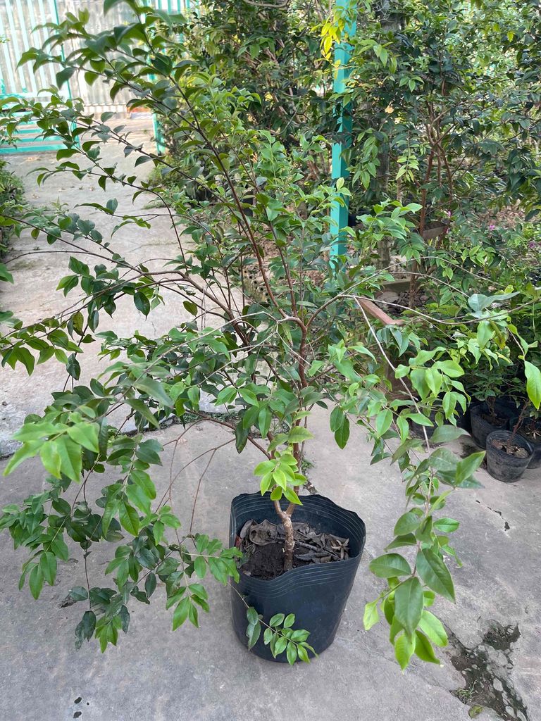 Cây cảnh Nho thân gỗ Tứ quý. Mua bán Cây cảnh, đồ trang trí tại Quận Cái Răng Cần Thơ được đăng bởi Vườn Nho Thân Gỗ hình 1