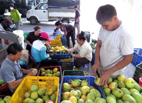 TUYỂN 9 NV NAM NỮ LÀM XOÀI SẤY DẺO (BAO ĂN Ở)