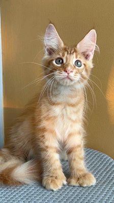 Mèo Maine Coon Cam gái chân nhiều ngón poly6666