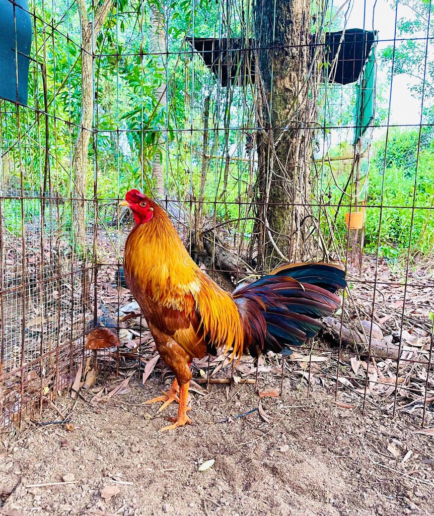 Mất duyên lần thứ 3 quải quá ae. Mua bán Gà tại Thành phố Cà Mau Cà Mau được đăng bởi Nguyên Le Minh hình 1