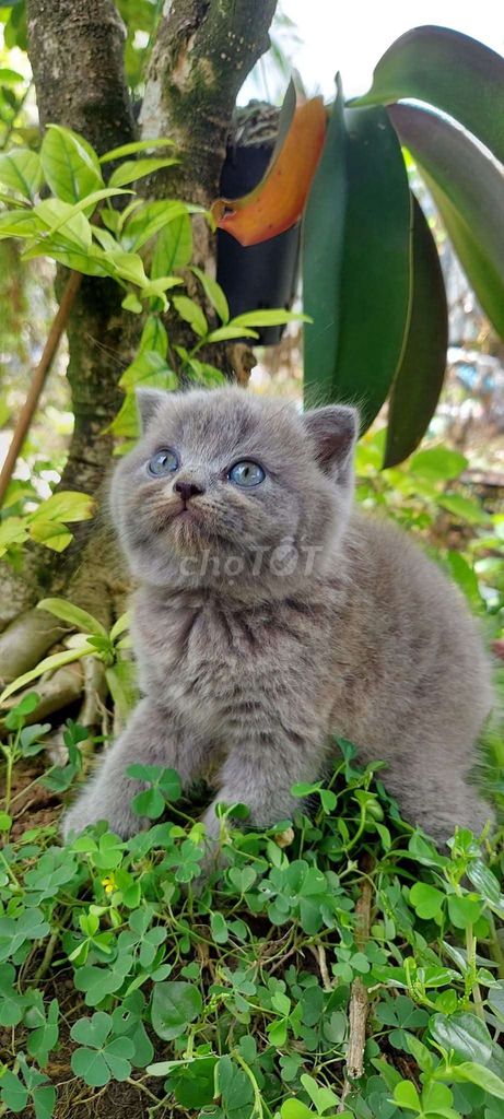 Bé 🐈 thuần aln xám xanh. Mua bán Mèo tại Quận 7 Tp Hồ Chí Minh được đăng bởi Mít Nụ hình 1